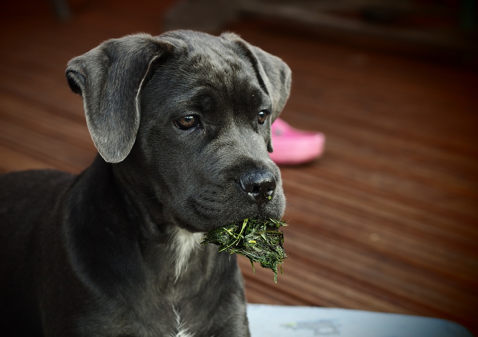 Pet cute cane corso