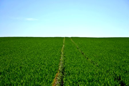 Grassland Field Agriculture Crop photo