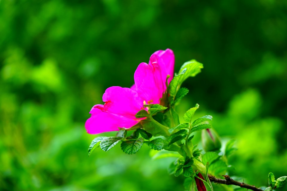 Flower Flora Plant Leaf photo