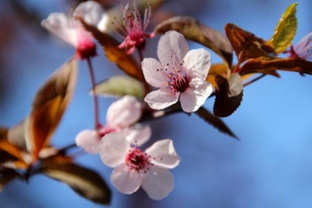 Blossom Spring Flower Branch photo