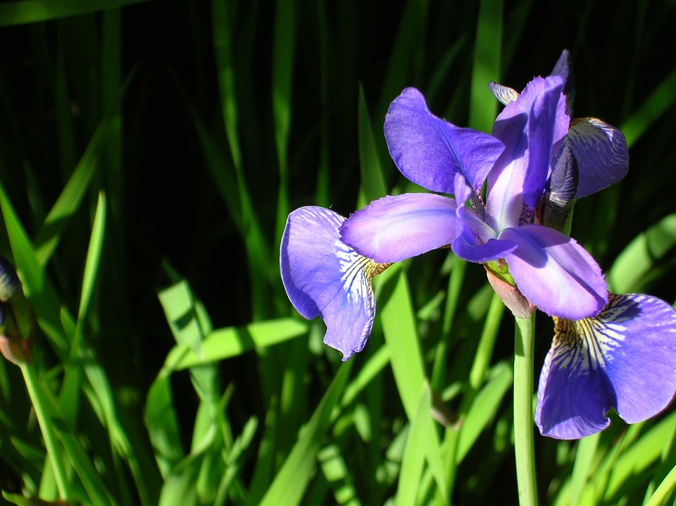 A garden plant garden flowers