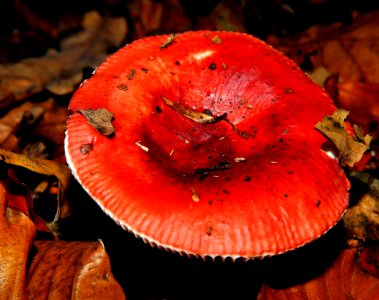 Mushroom Fungus Medicinal Mushroom Close Up photo