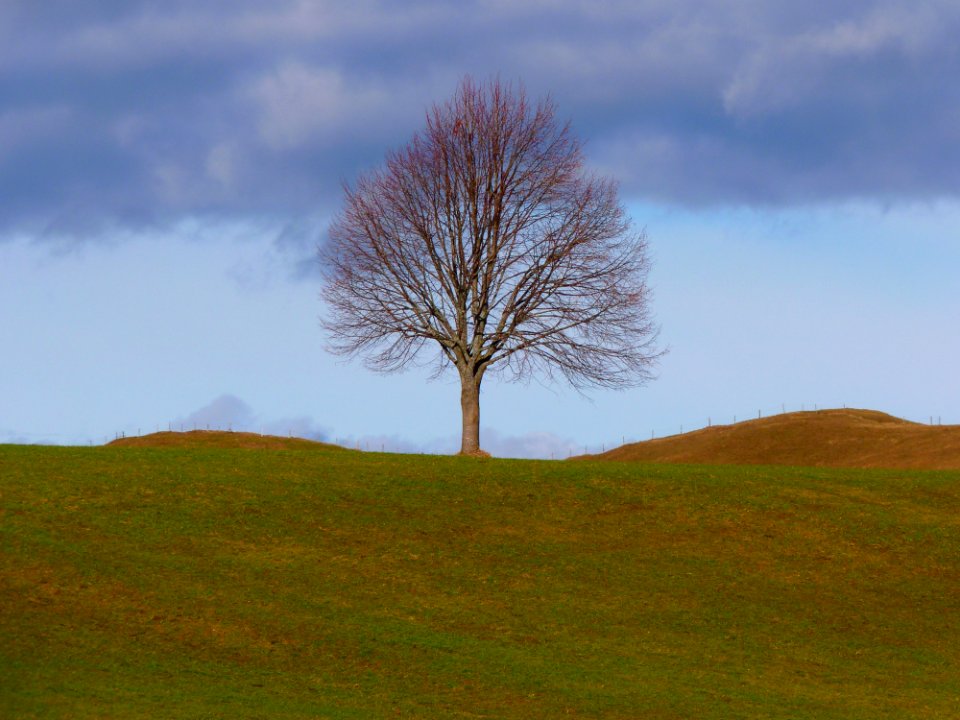 Tree Sky Grassland Woody Plant