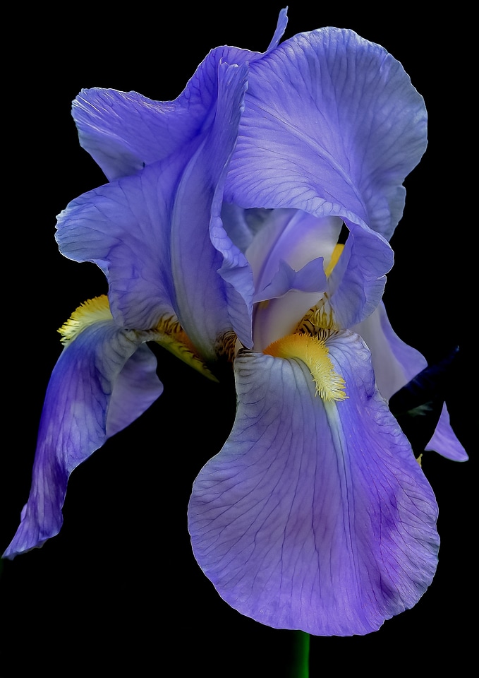 Summer floral plant