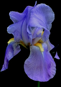 Summer floral plant
