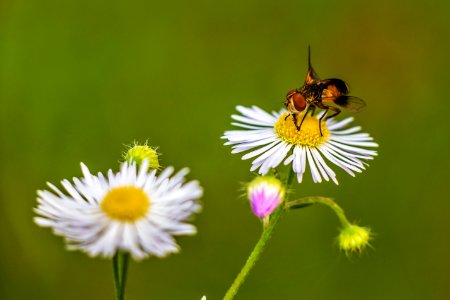 Honey Bee Flower Bee Nectar photo