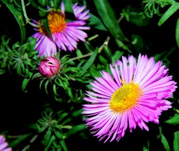 Flower Aster Plant Flora photo