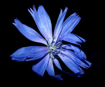 Blue Flower Flora Chicory photo