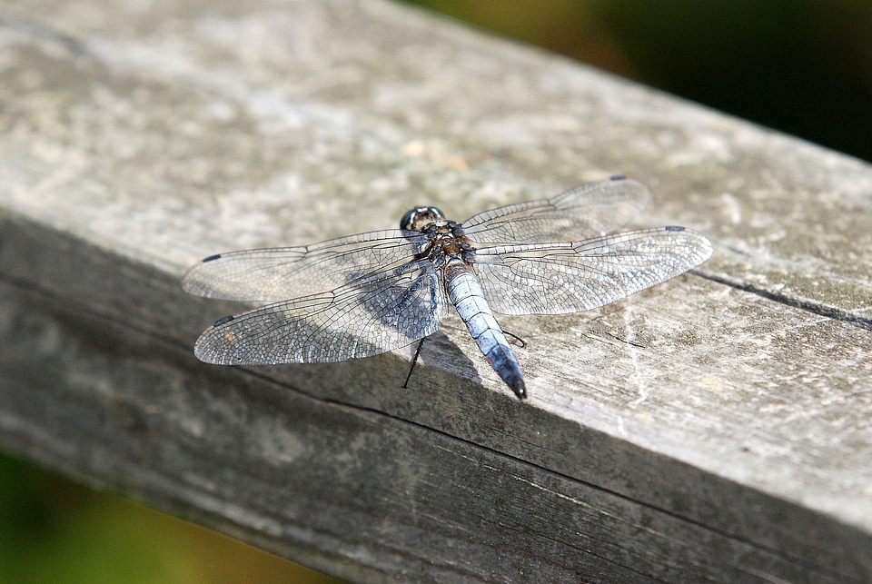 Wildlife nature summer