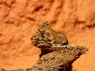 Squirrel Fauna Mammal Rodent