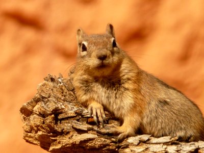 Squirrel Mammal Chipmunk Fauna