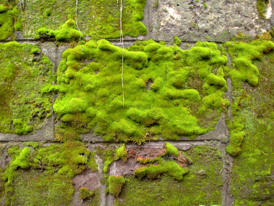 Vegetation Plant Moss Nature Reserve