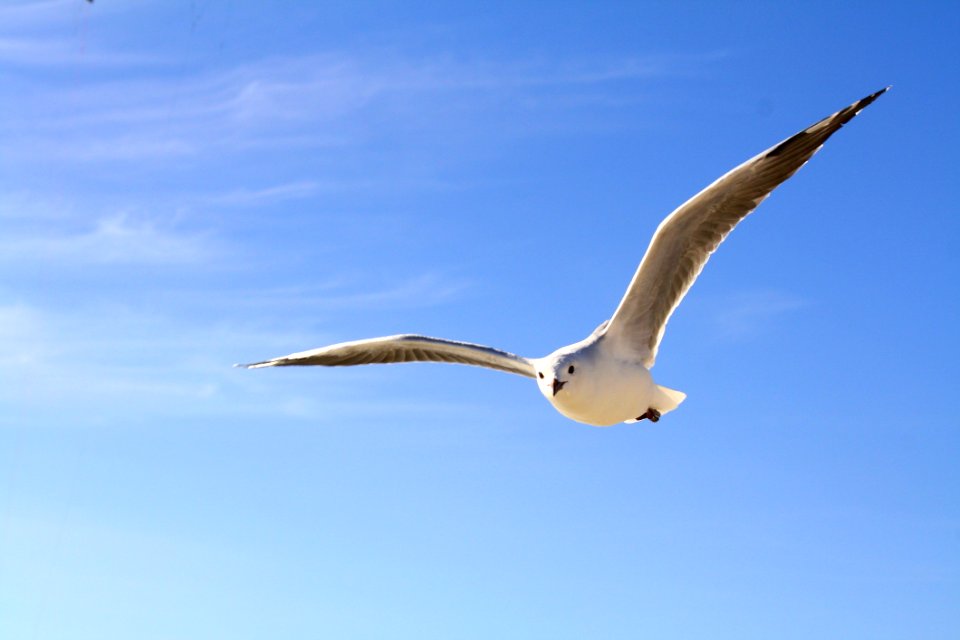 Bird Sky Beak Seabird