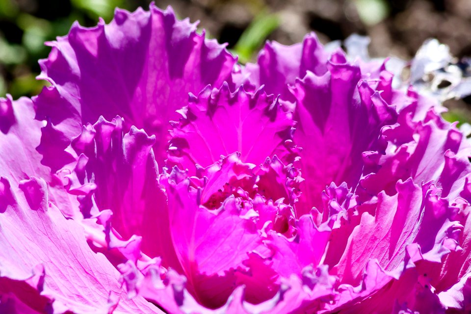 Flower Pink Purple Plant