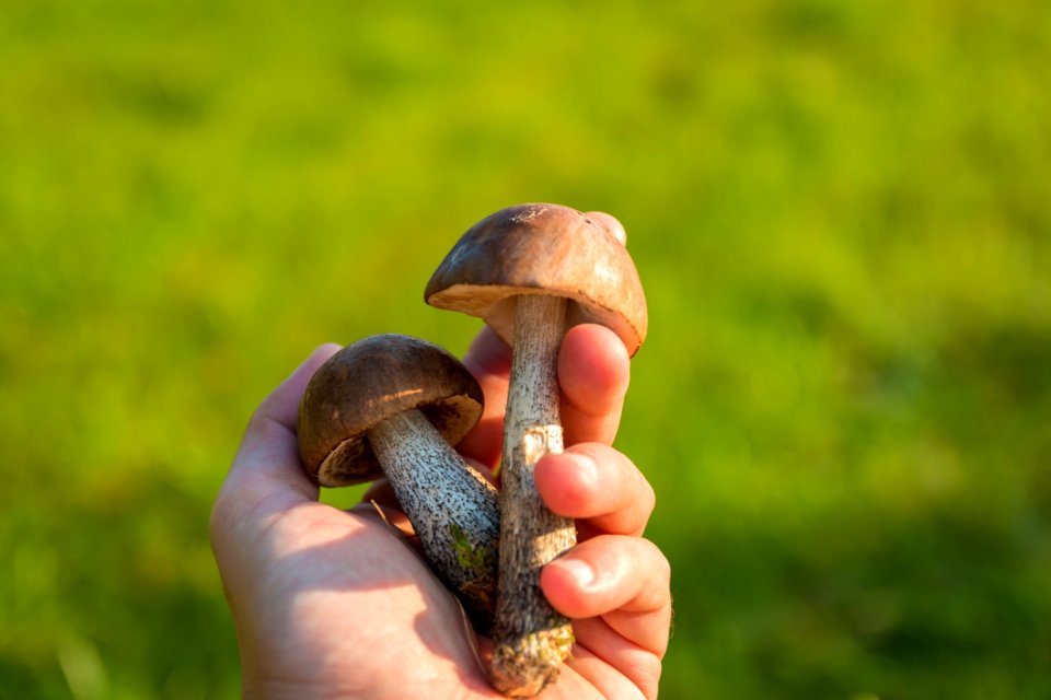 Grass Snail Snails And Slugs Mushroom