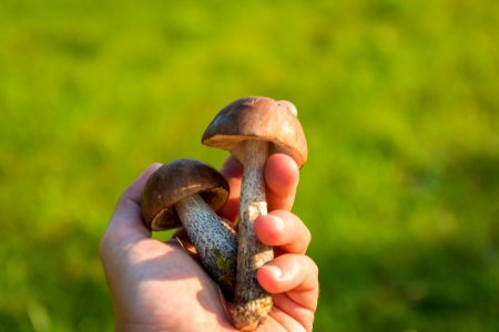 Grass Snail Snails And Slugs Mushroom photo