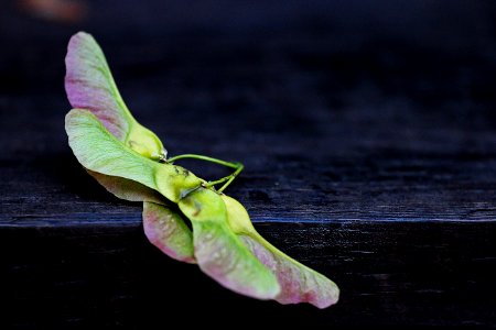 Leaf Plant Petal Plant Stem