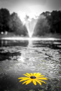 Selective Focus Photography Of Yellow Black Eyed Susan Flower On Water photo