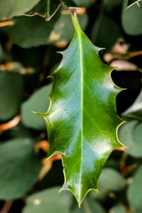 Green Leaf In Close Up Photo photo