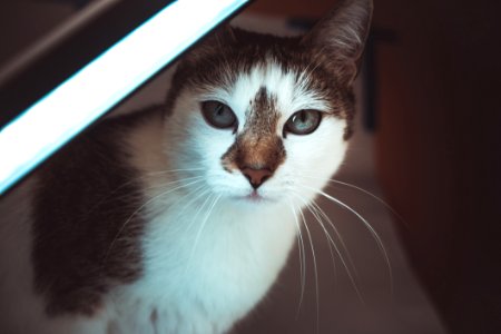 White And Black Short Fur Cat photo