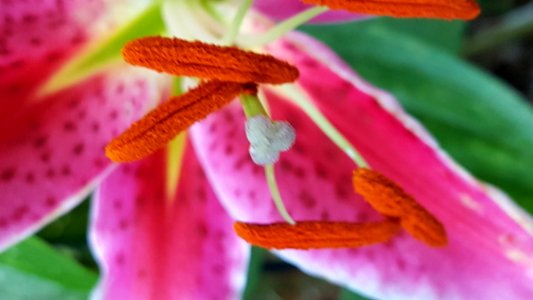 Stargazer Up Close