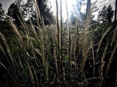Backlit Grass