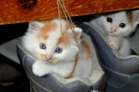 Cat Small To Medium Sized Cats Mammal Cat Like Mammal
