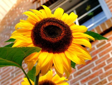 Flower Sunflower Yellow Sunflower Seed photo