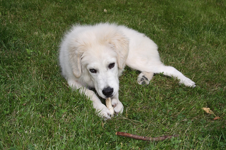 White berger play