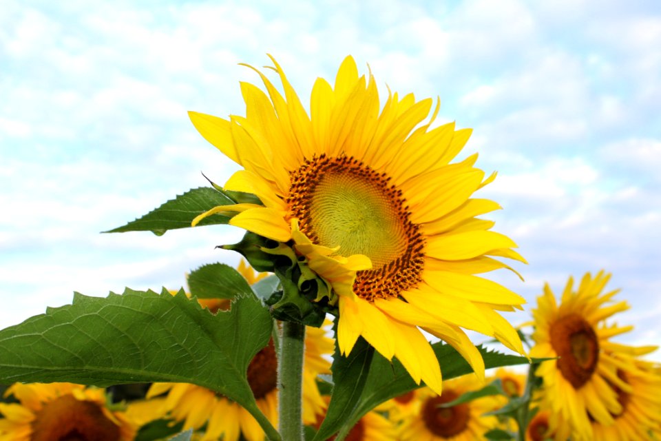 Flower Sunflower Yellow Flowering Plant