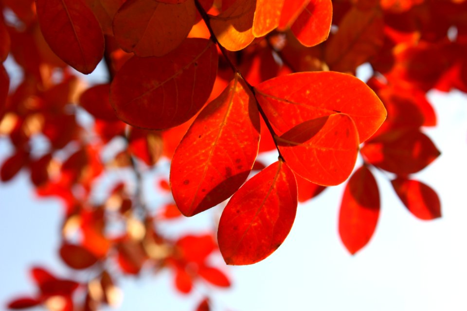 Red Orange Leaf Petal