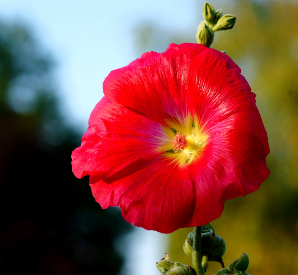Flower Red Flora Flowering Plant