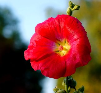 Flower Red Flora Flowering Plant