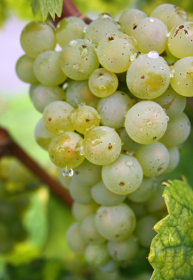 Green grapes fruit fresh