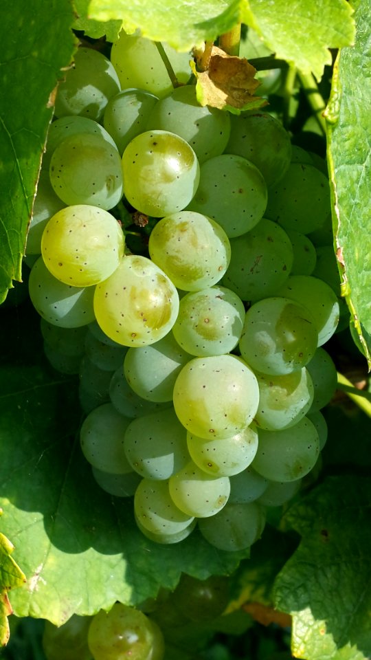 Grape Grapevine Family Fruit Seedless Fruit