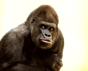 Great Ape Western Gorilla Mammal Primate