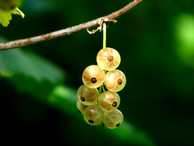 Fruit Berry Close Up Macro Photography photo