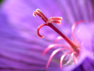 Flower Pink Flora Macro Photography