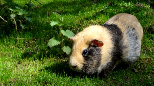 Fauna Guinea Pig Rodent Grass photo