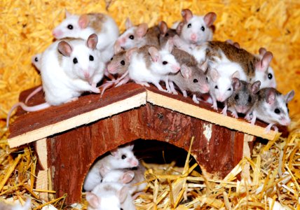 Mouse Gerbil Fauna Muridae