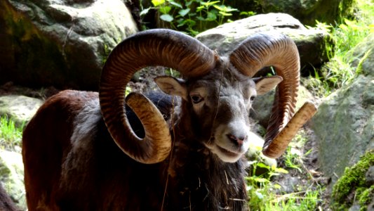 Horn Fauna Argali Sheep
