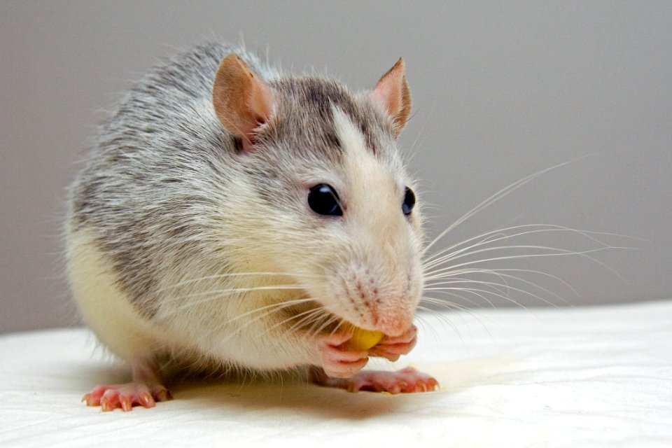 Rat Mouse Muridae Fauna