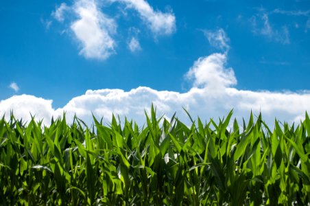 Sky Field Crop Grassland