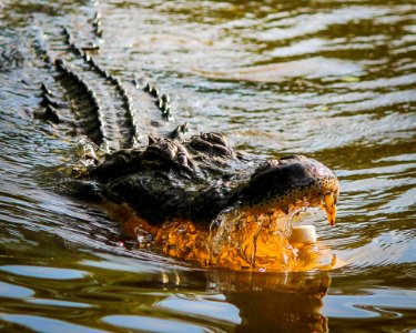 Crocodilia Alligator American Alligator Water photo