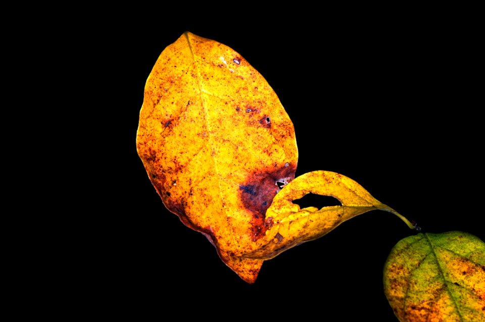 Leaf Macro Photography Close Up Still Life Photography