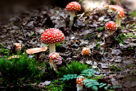 Fungus Mushroom Agaric Spring