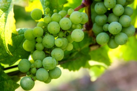 Grape Grapevine Family Fruit Seedless Fruit