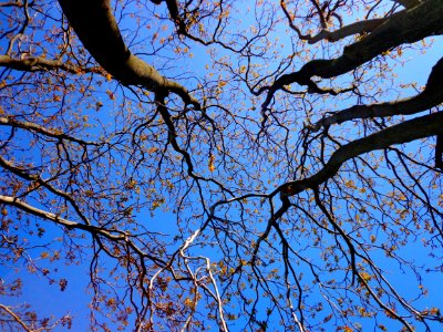 Branch Tree Sky Blue photo
