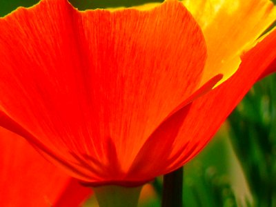 Flower Orange Wildflower Poppy photo