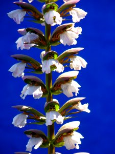Plant Flower Flowering Plant Flora